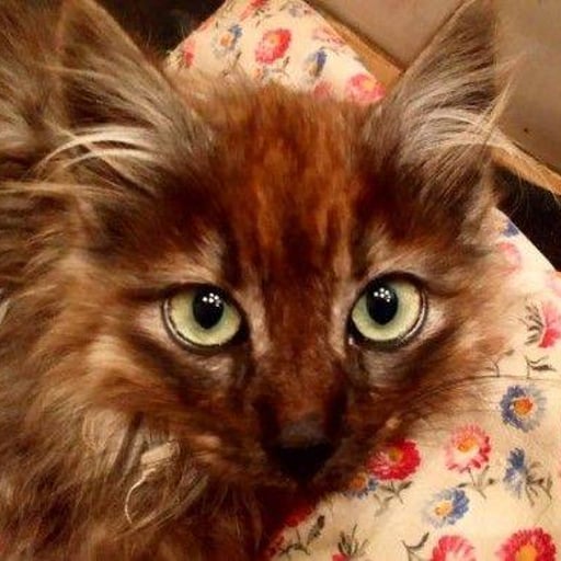 Fermín, en adopción