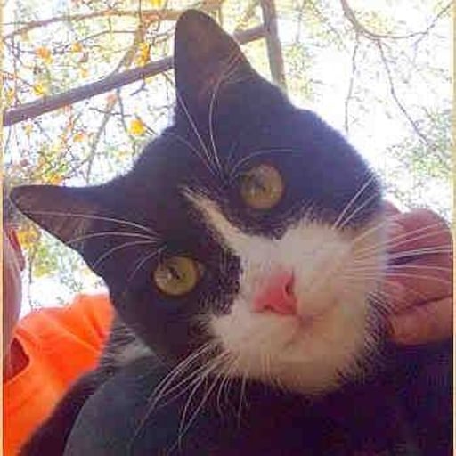 Batman, en adopción