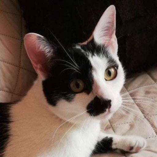 Chaplin, en adopción
