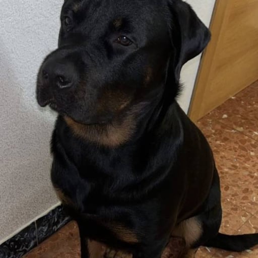 Backie, en adopción