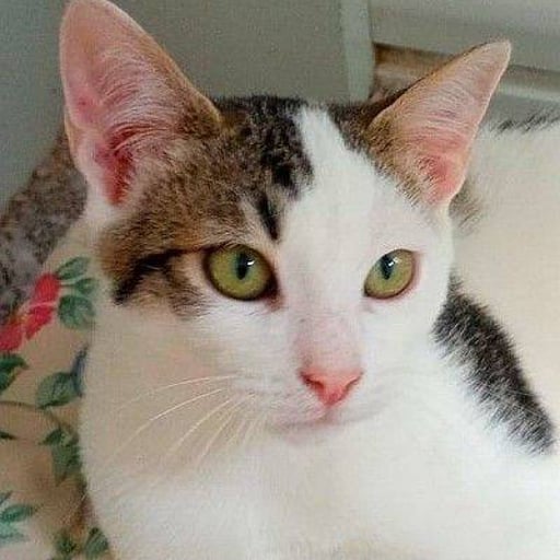 Turrón, en adopción