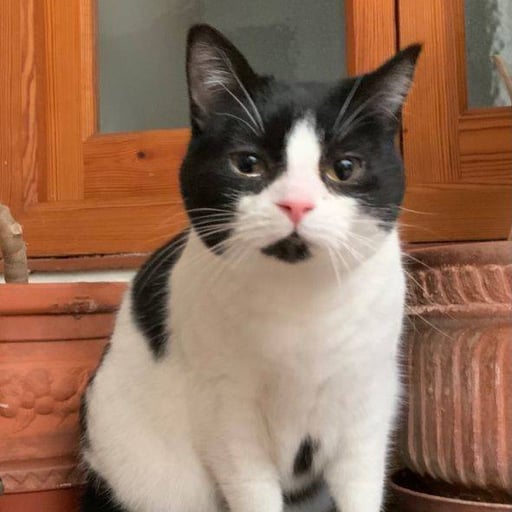 Gina, en adopción