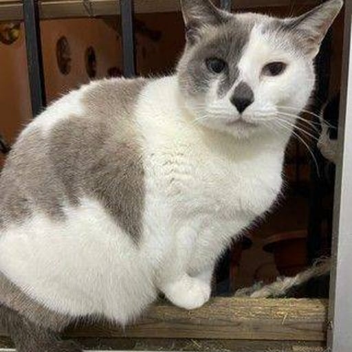 Gretel, en adopción