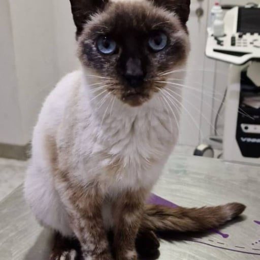 Lluna, en adopción