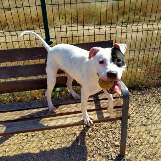 Kyara, en adopción