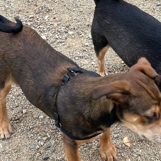 Nali, en adopción