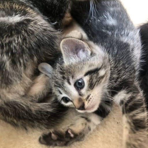 Flora, en adopción