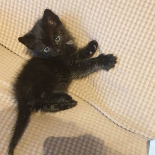 Abbi, en adopción
