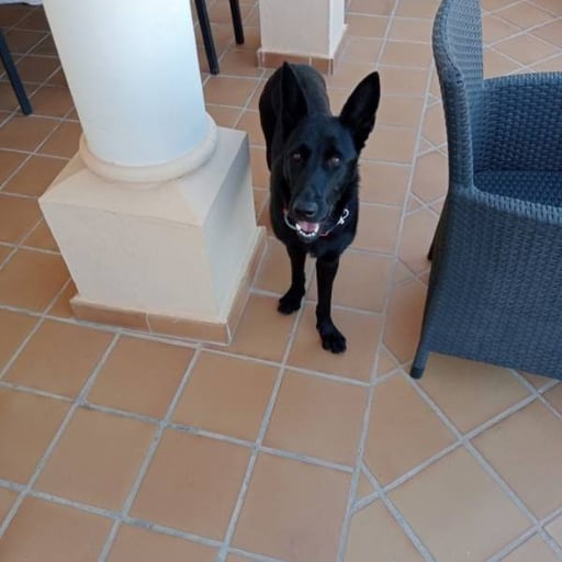 Elsa, en adopción