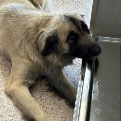 Roma, en adopción