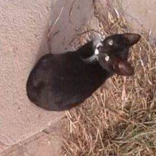 Blacky, en adopción