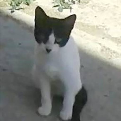Rayito veloz, en adopción