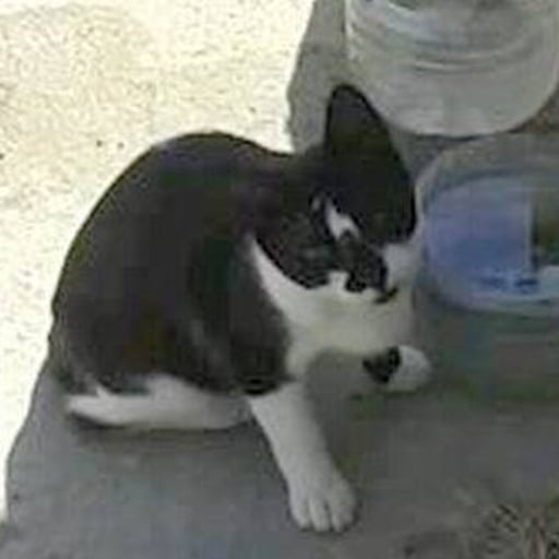 Pecho blanco, en adopción