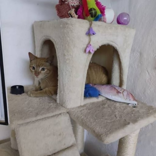 Naranjito, en adopción