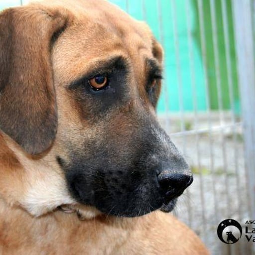 Mara, en adopción