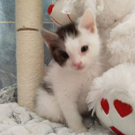 Sin nombre, en adopción