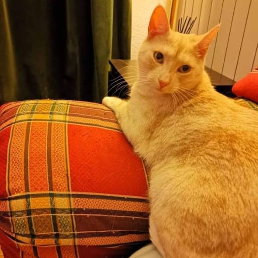Simba, en adopción