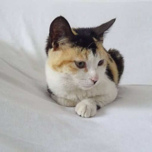 Daisy, en adopción
