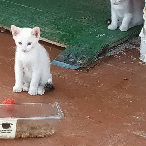 Sin nombres, en adopción