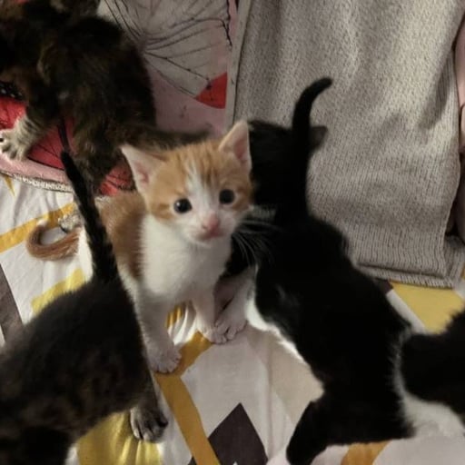 Gatas pequeñas hembras, en adopción