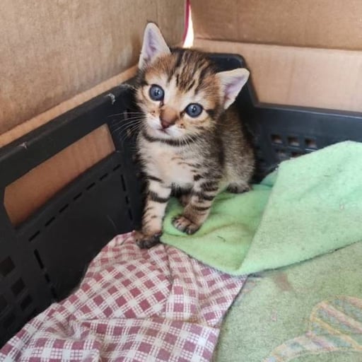 Juan, en adopción