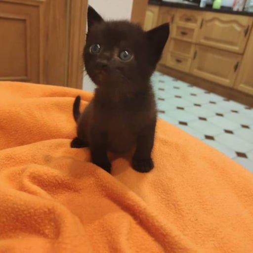 Boto, en adopción