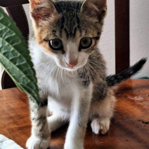 Loki, en adopción