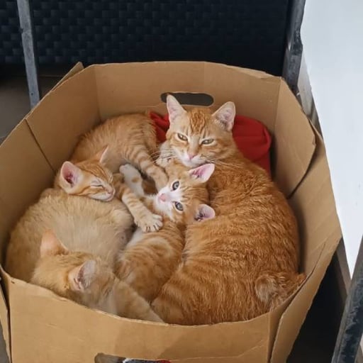Canela y abbi, en adopción