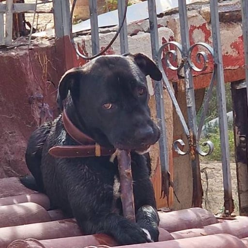 Romeo, en adopción