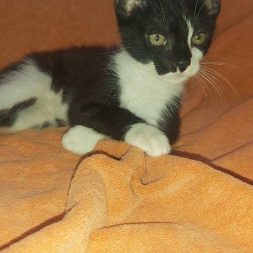 Orion, en adopción