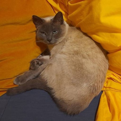 Khaleesi, en adopción