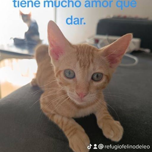 Sugar baby, en adopción