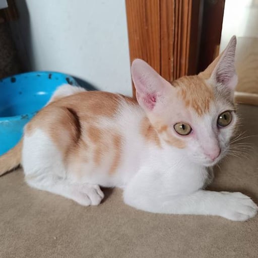 Lian, en adopción