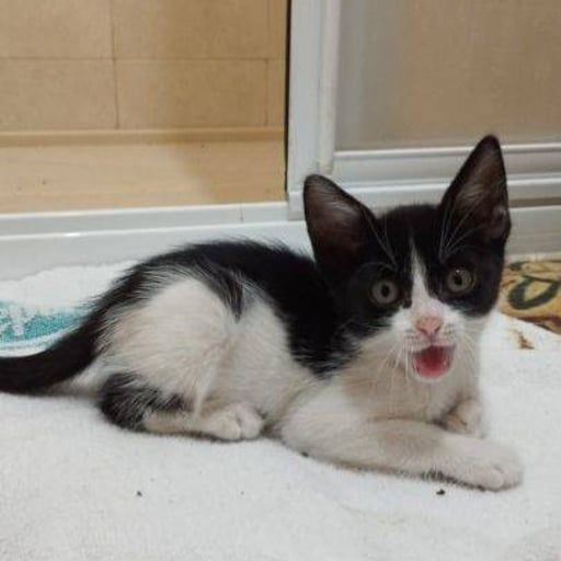 Ami, en adopción
