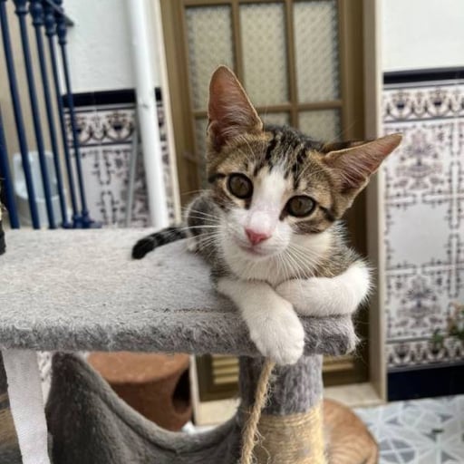 Isi, en adopción