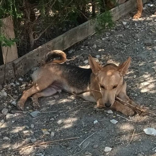Aitor, en adopción