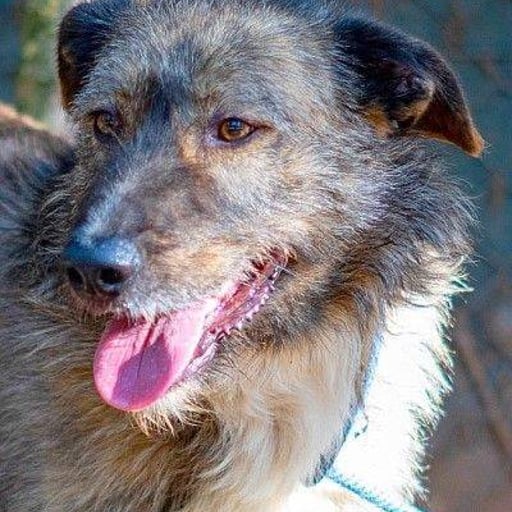 Tras, en adopción