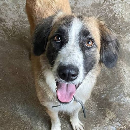 Maya, en adopción