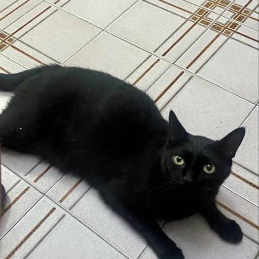 Duque, en adopción