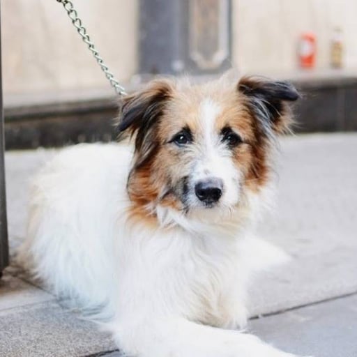 Balto, en adopción