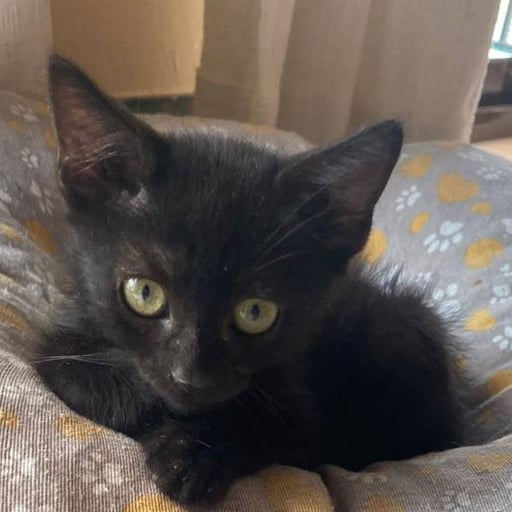 Helbert, en adopción