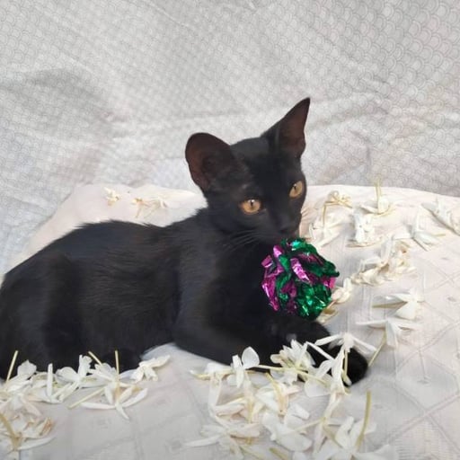 Themis, en adopción