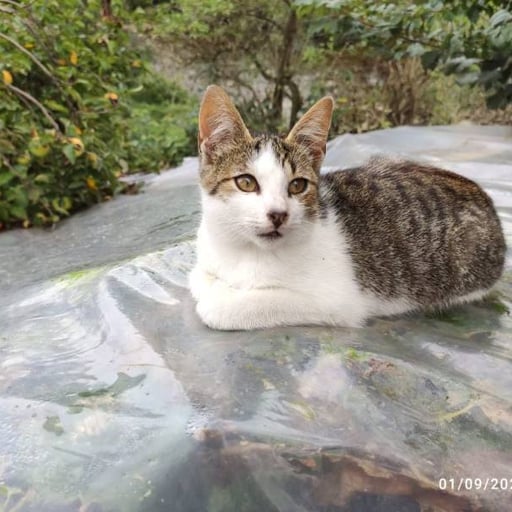 Rice, en adopción