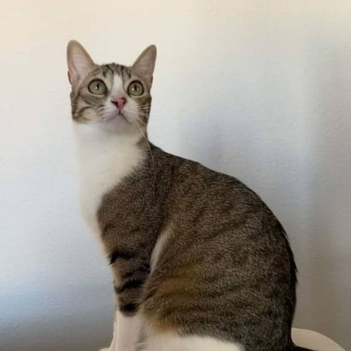 Bety, en adopción