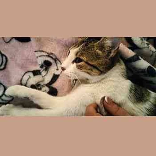 Dafne, en adopción