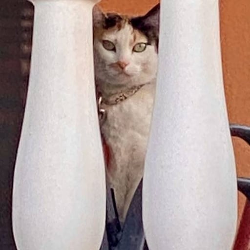 Flora, en adopción
