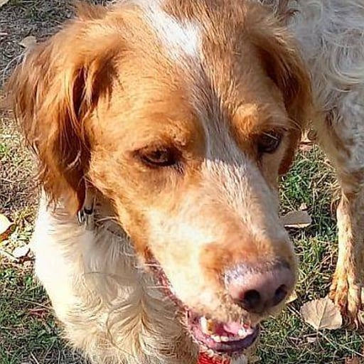 Mus, en adopción