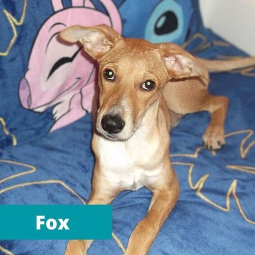 Fox, en adopción