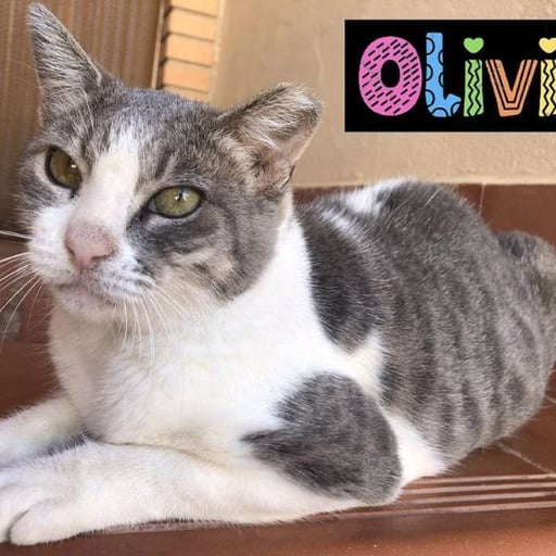 Olivia, en adopción