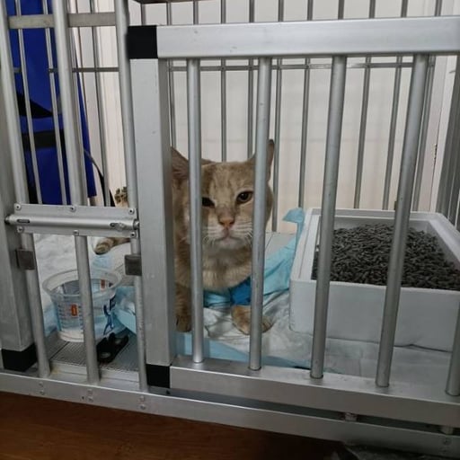 Nico, en adopción